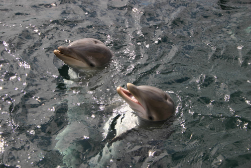 dolfijn001