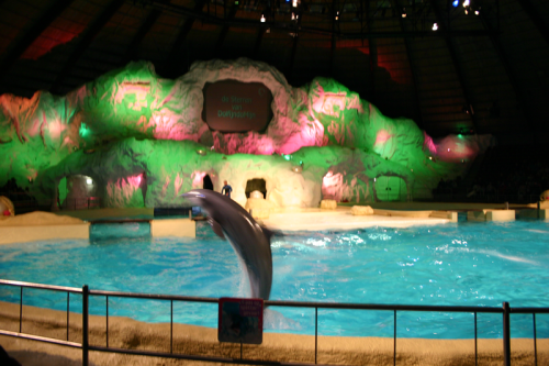 dolfijn013