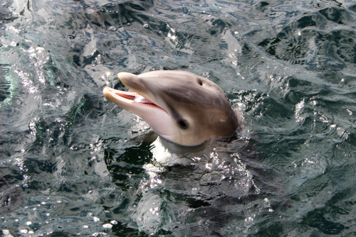 dolfijn075